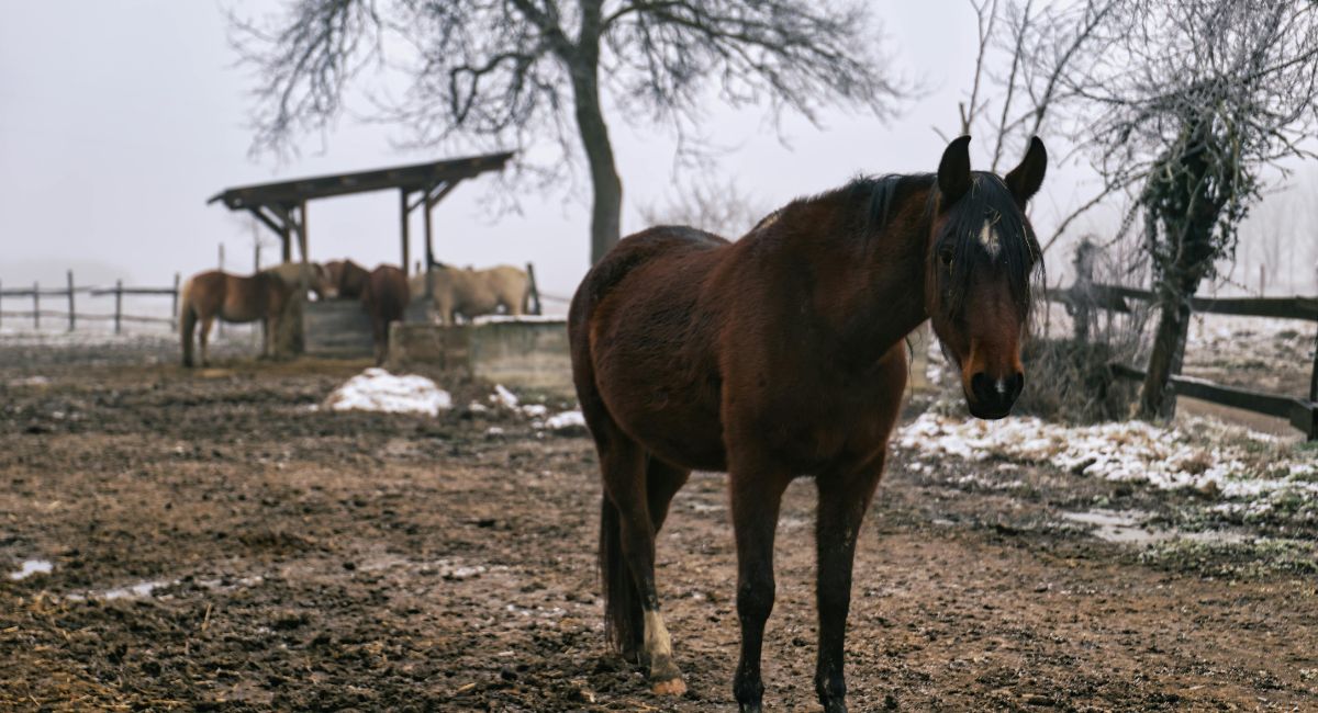 Podłoże przy paśniku i poidle na padoku zabezpieczone przed błotem i koleinami